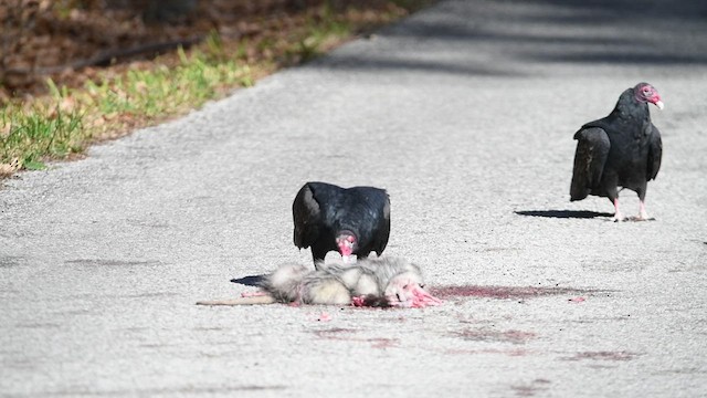 Turkey Vulture - ML498834181