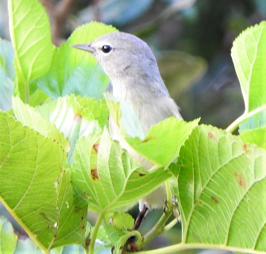 Orange-crowned Warbler - ML498834661