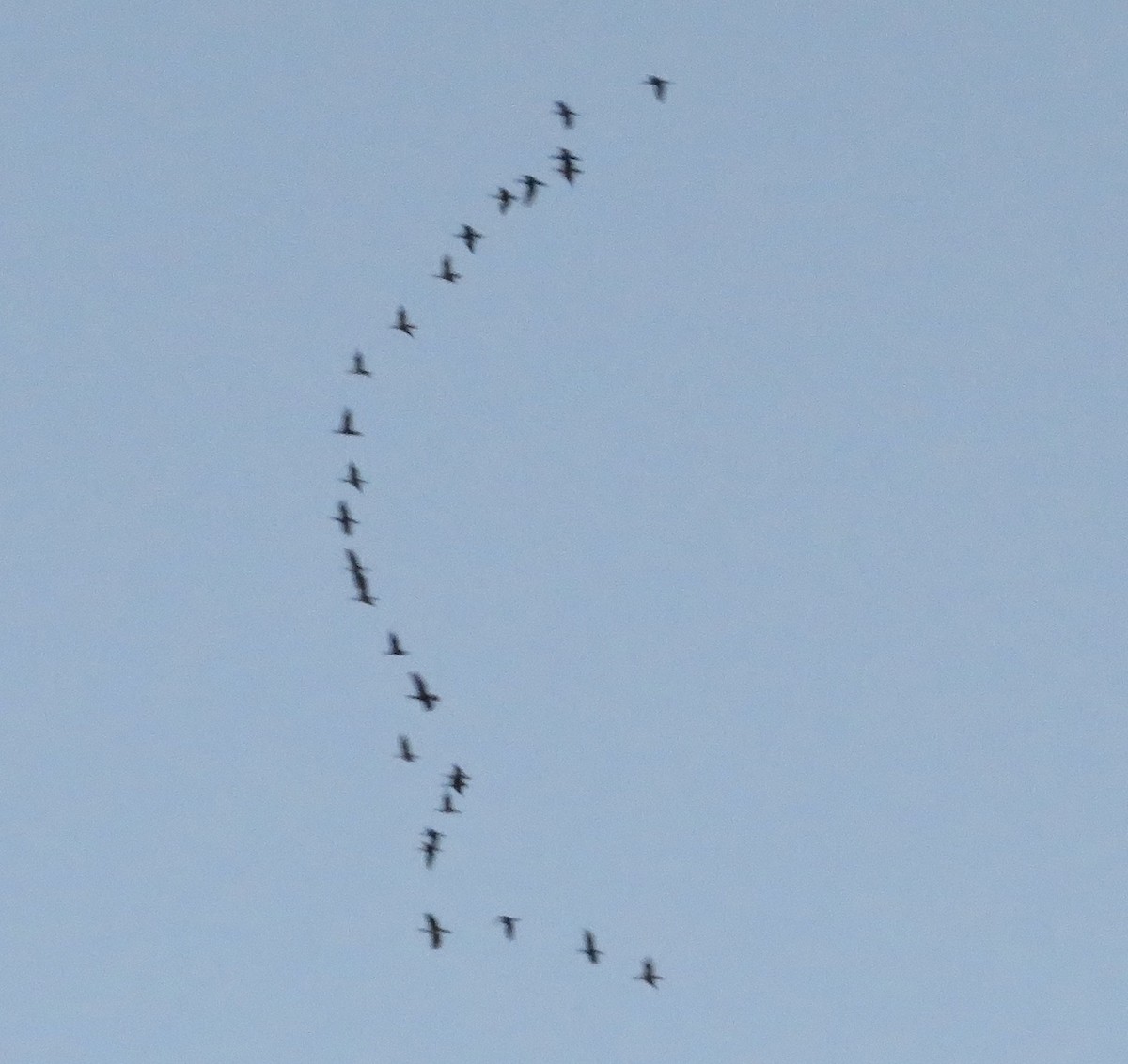 Double-crested Cormorant - ML498834841