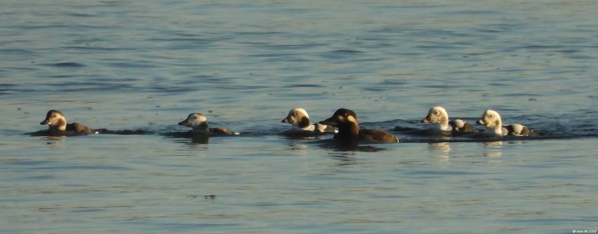 Long-tailed Duck - Jean W. Côté