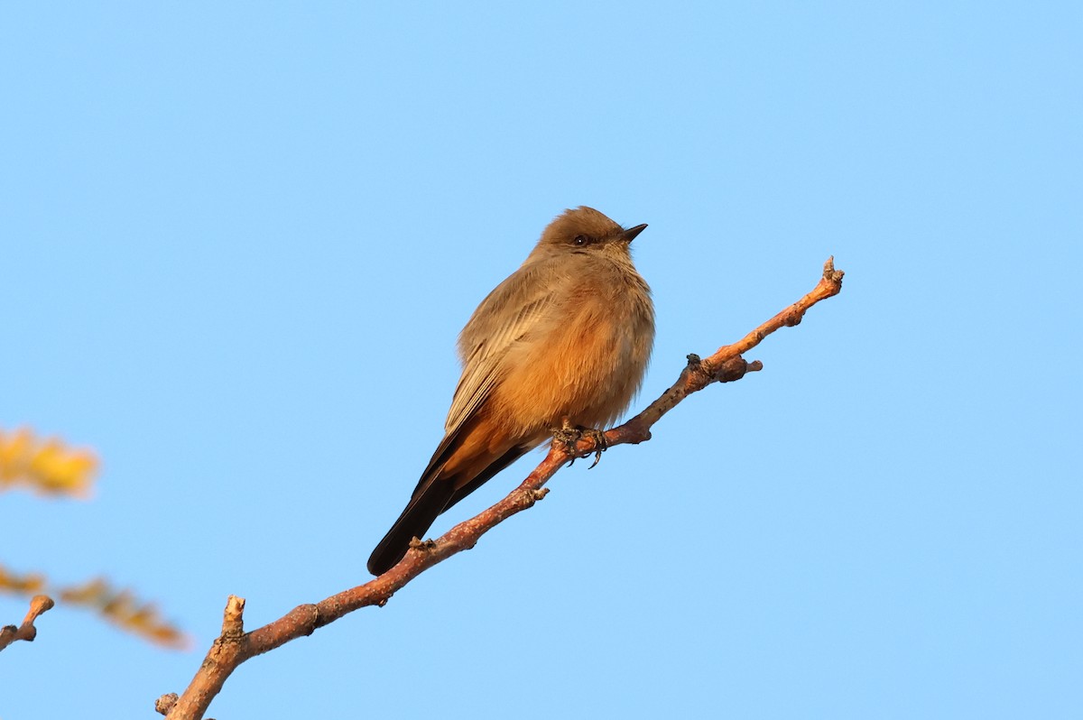 Say's Phoebe - ML498836281