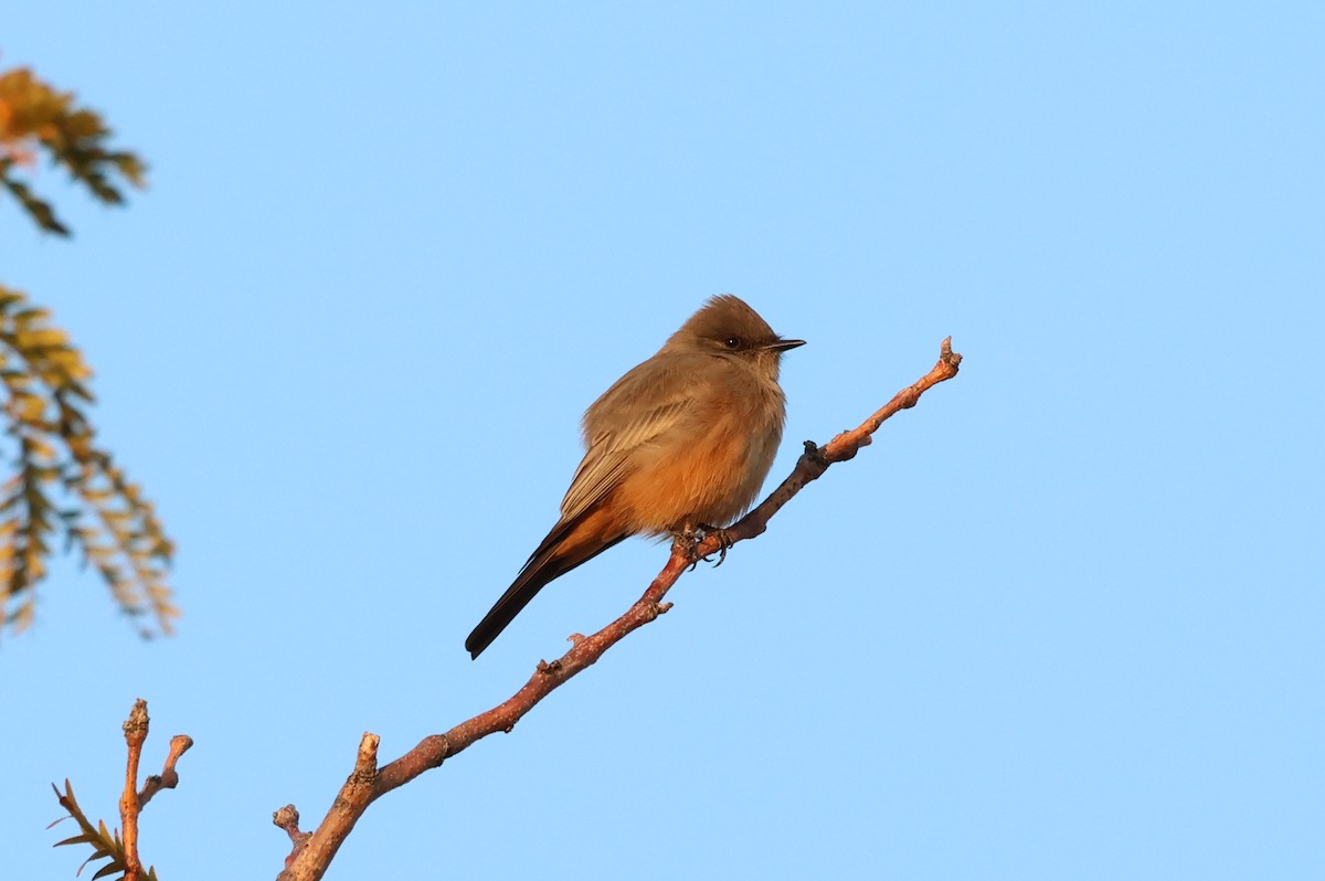 Say's Phoebe - ML498836291