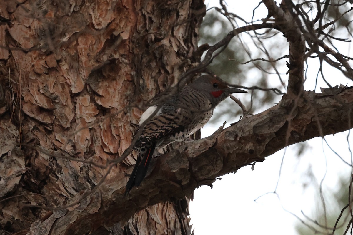Northern Flicker (Red-shafted) - ML498836321