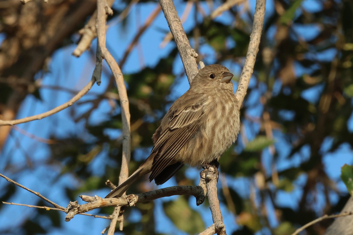 House Finch - ML498836391