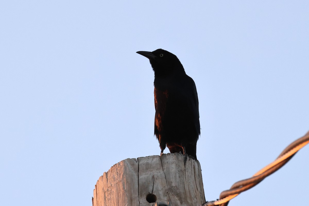 Great-tailed Grackle - ML498836441