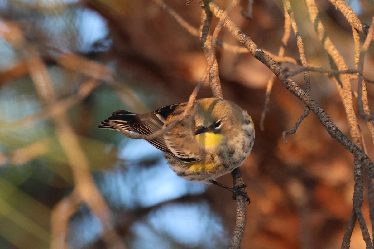 Yellow-rumped Warbler (Audubon's) - ML498836481
