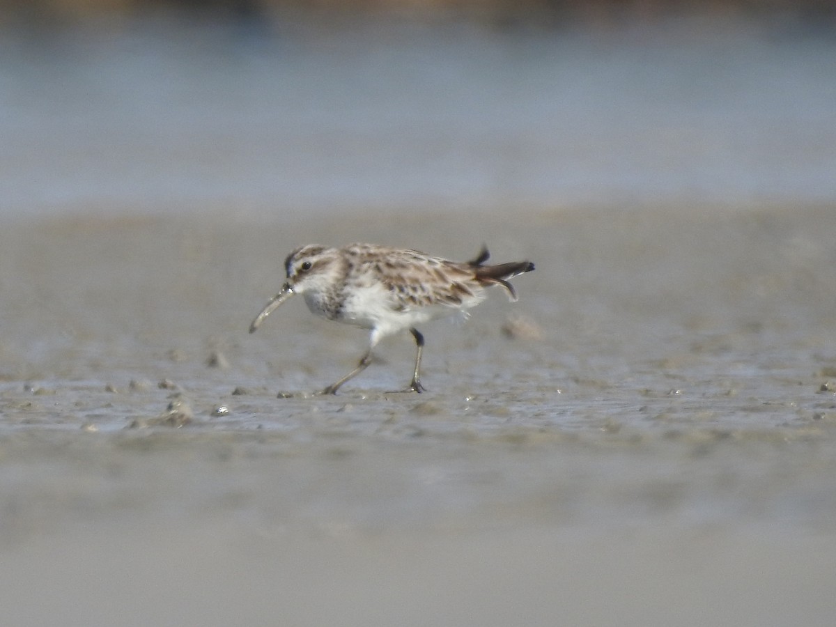 Broad-billed Sandpiper - ML49883841