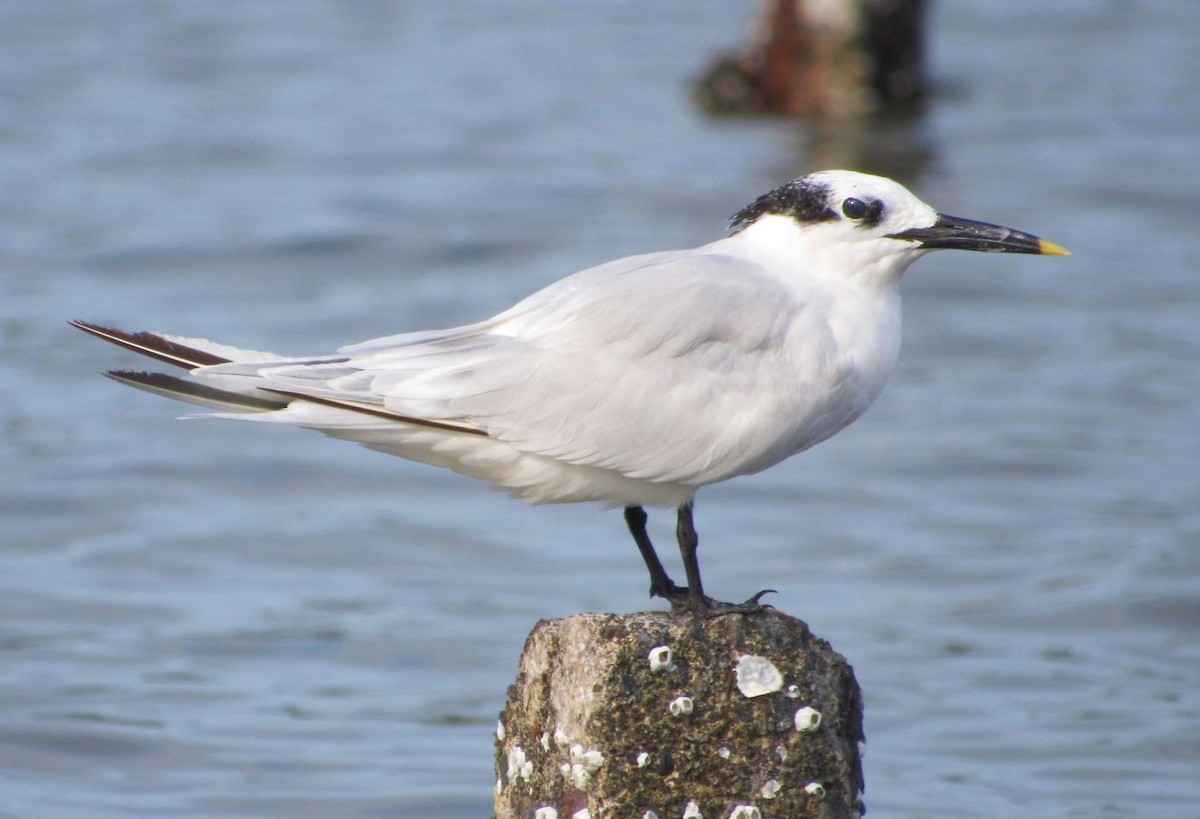 Sandwich Tern - ML498838691