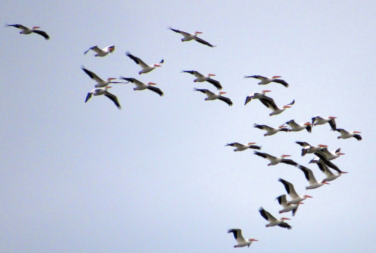 American White Pelican - ML498839341