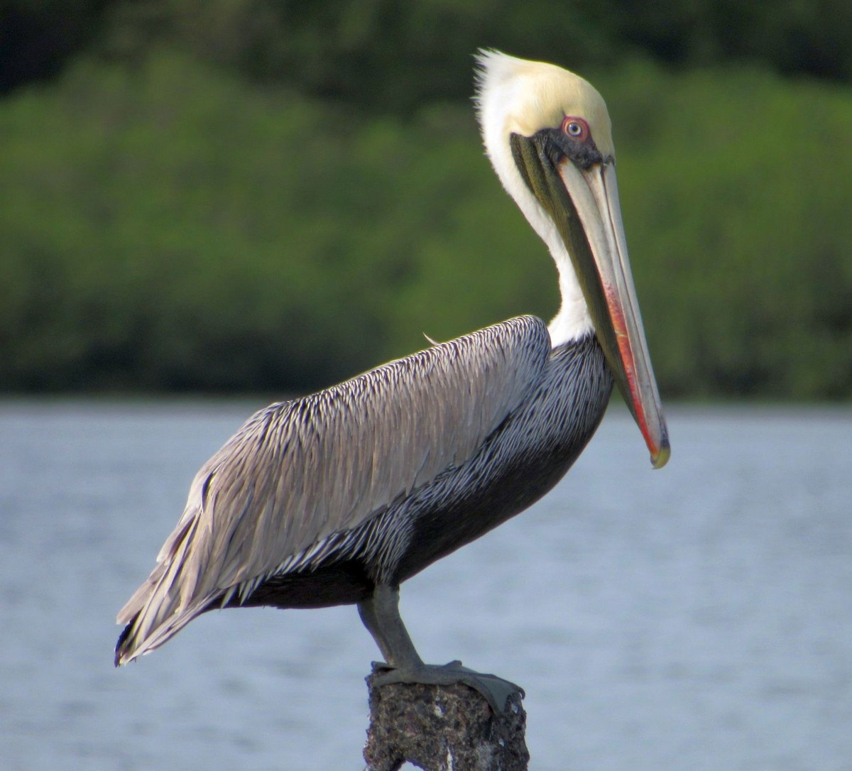 Brown Pelican - ML498839461