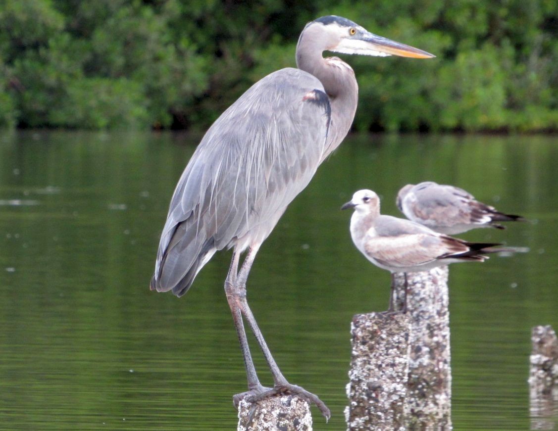 Great Blue Heron - ML498839691