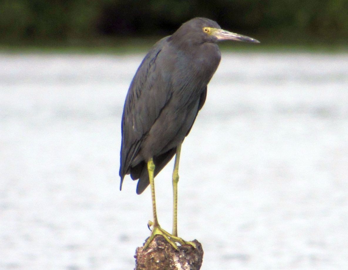 Little Blue Heron - ML498839821