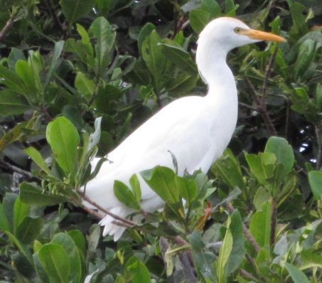 Western Cattle Egret - ML498839921