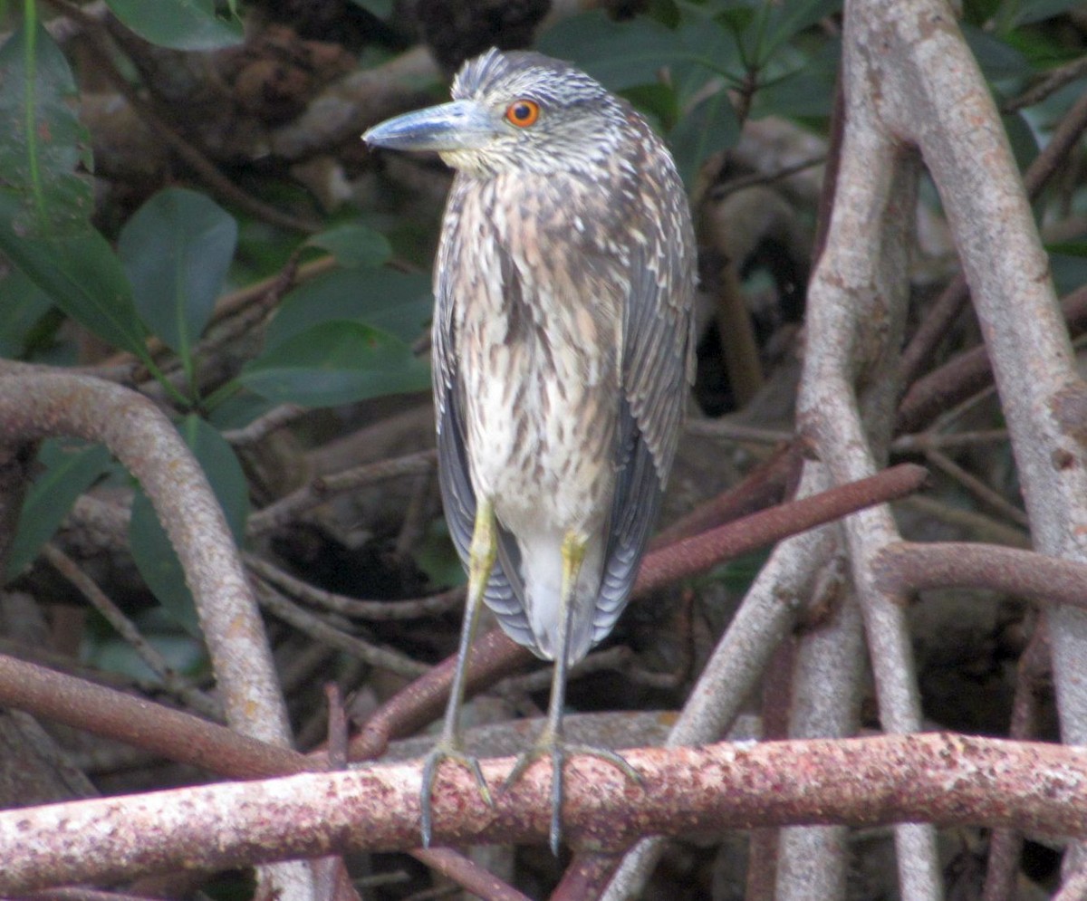 Yellow-crowned Night Heron - ML498840011