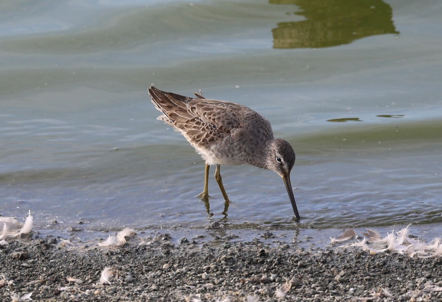 langnebbekkasinsnipe - ML498840201