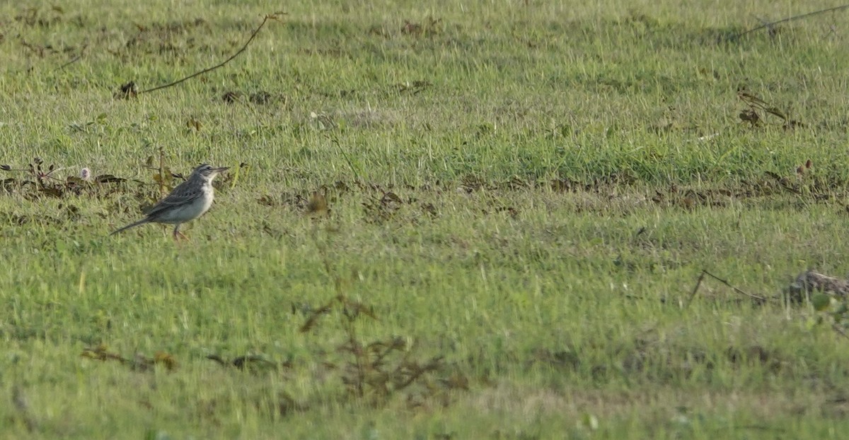 Paddyfield Pipit - ML498840371