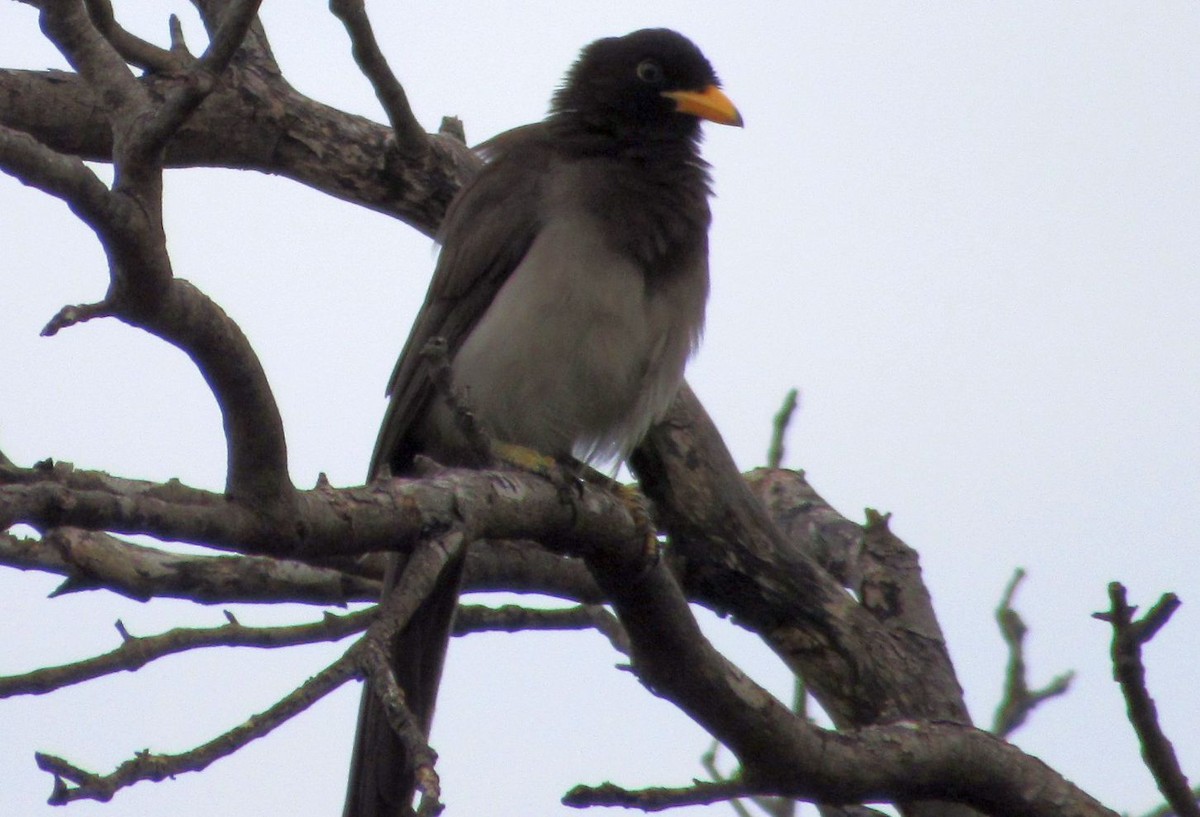 Brown Jay - Axel Fuentes-Moreno