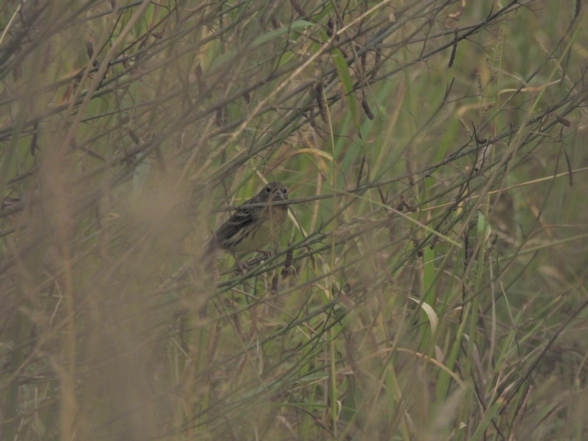 Yellow Bunting - ML498842901