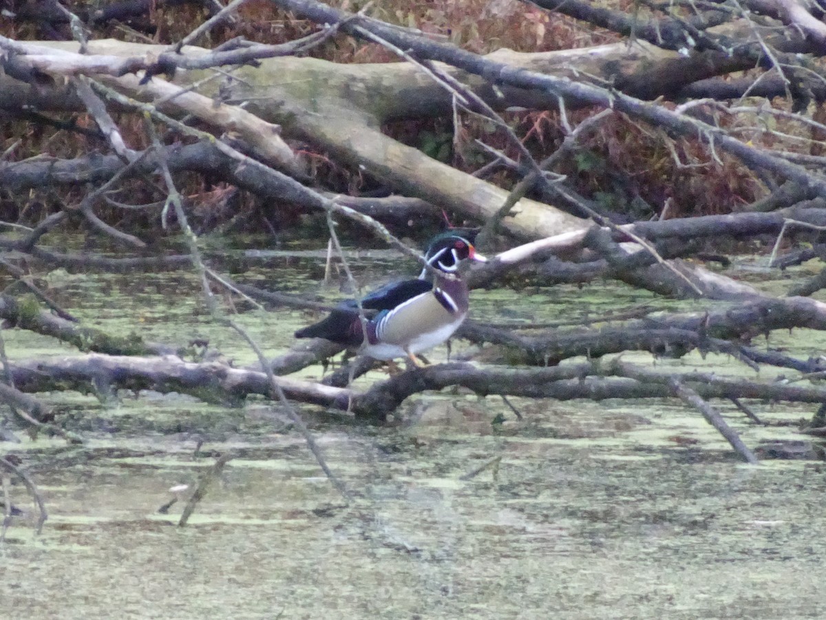 Wood Duck - Anonymous