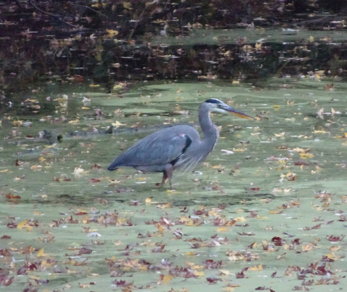 Great Blue Heron - Anonymous