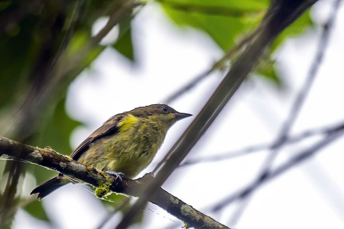 Black-faced Dacnis - ML498844701