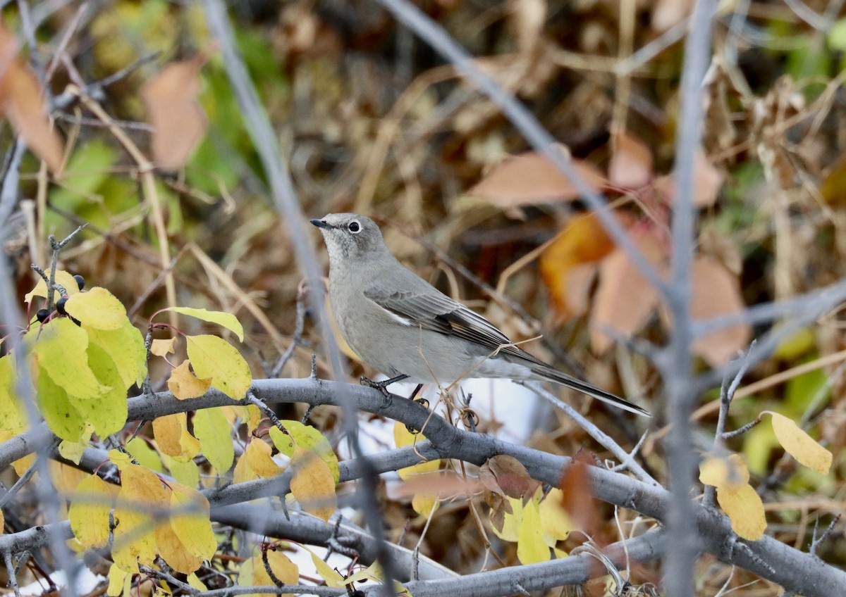 Townsend's Solitaire - ML498845041