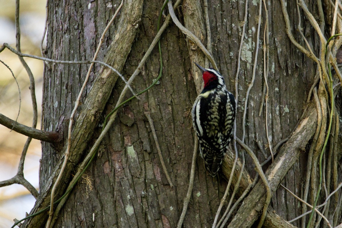 Yellow-bellied Sapsucker - ML49884661