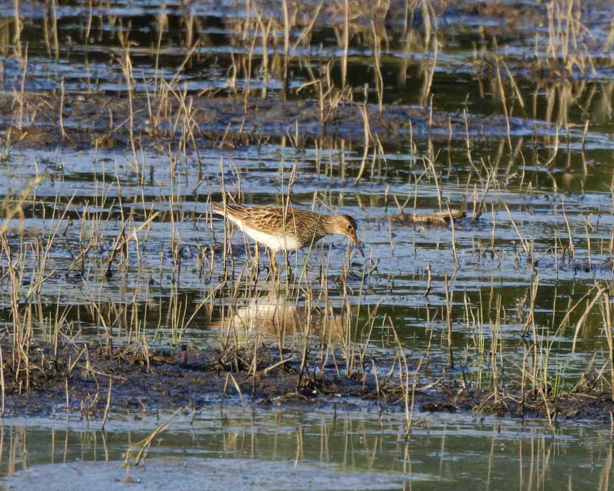 Bécasseau à poitrine cendrée - ML498846731