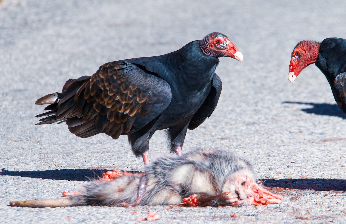 Turkey Vulture - ML498848291