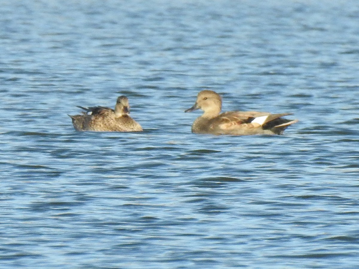 Gadwall - ML498849931