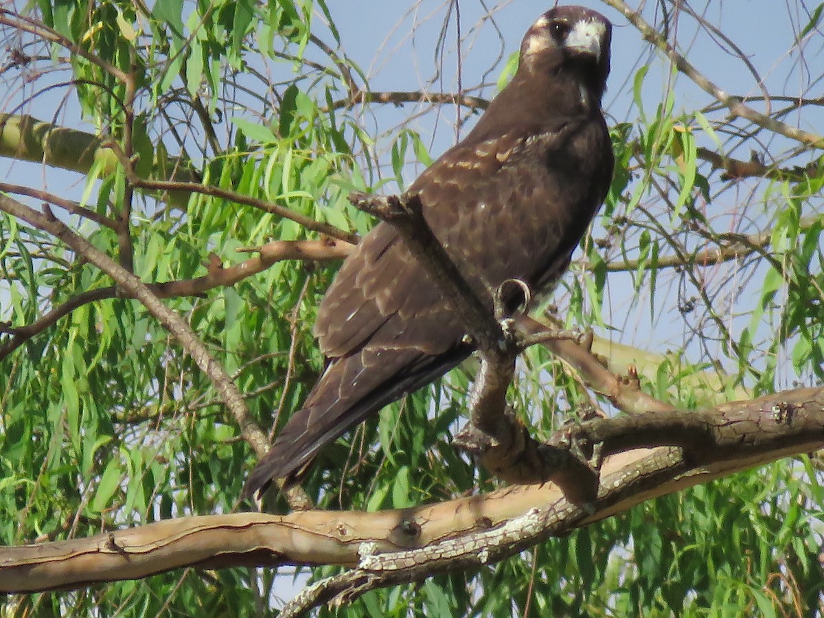 White-tailed Hawk - ML498852961