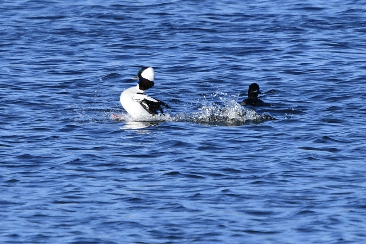 Bufflehead - Susan Holmes