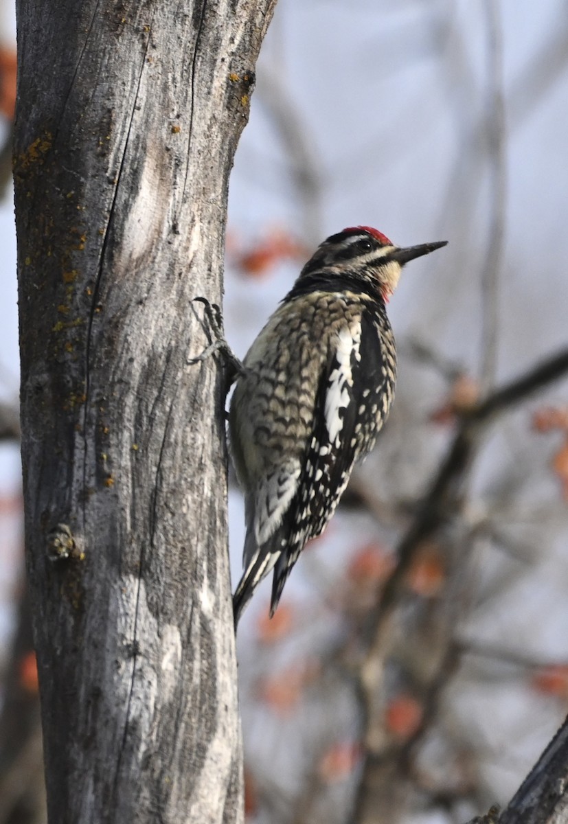 Yellow-bellied Sapsucker - ML498854381