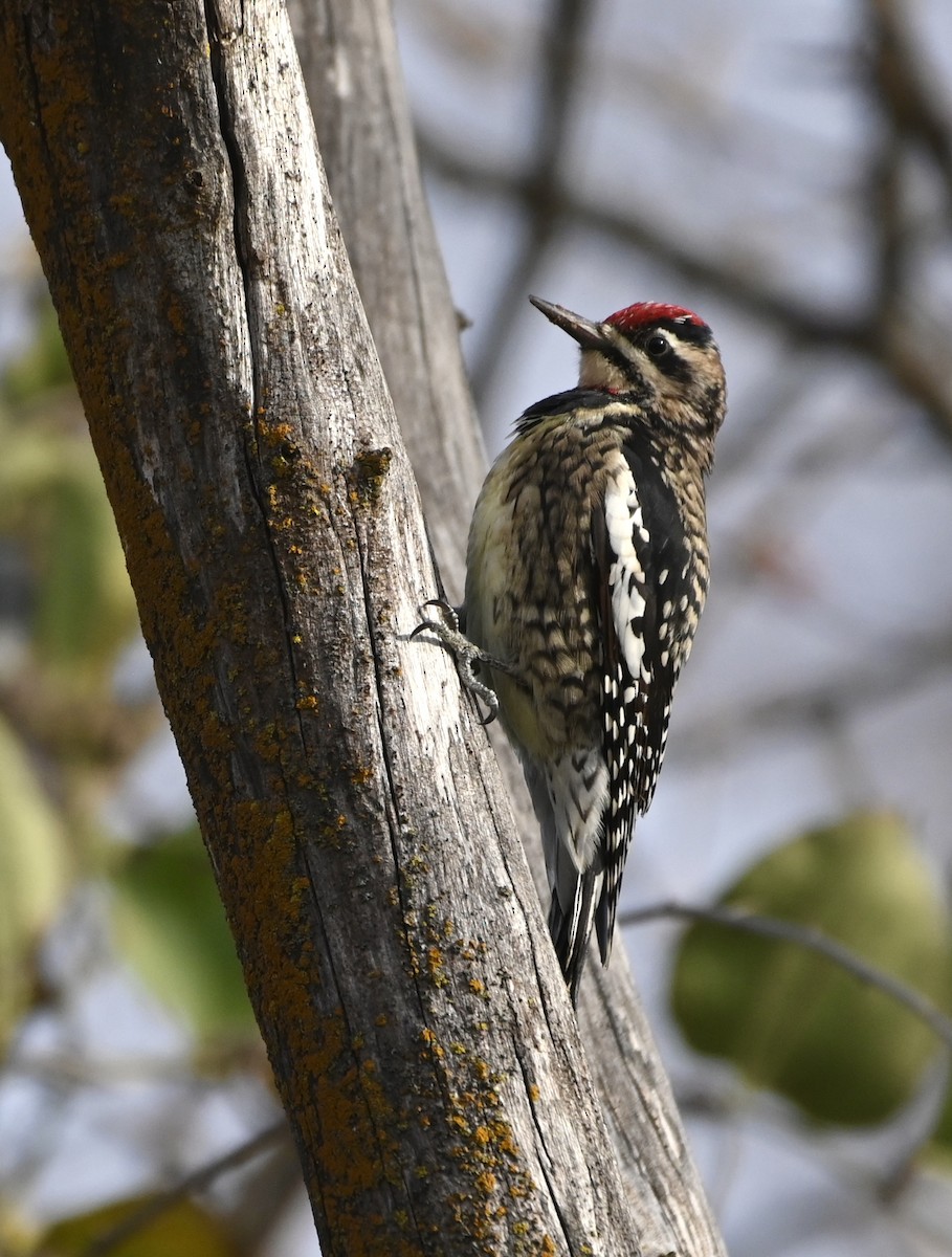 Yellow-bellied Sapsucker - ML498854391
