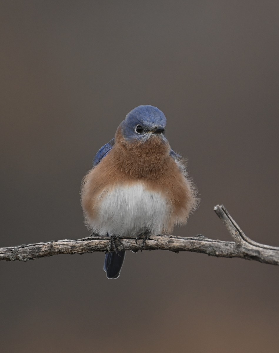 Eastern Bluebird - ML498854561