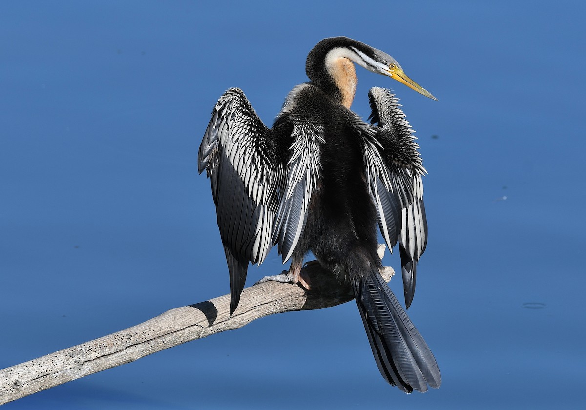 Australasian Darter - Terence Alexander