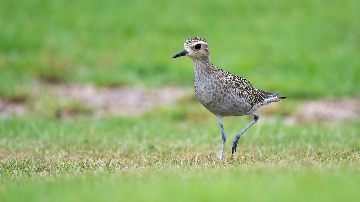 Pacific Golden-Plover - Mathurin Malby