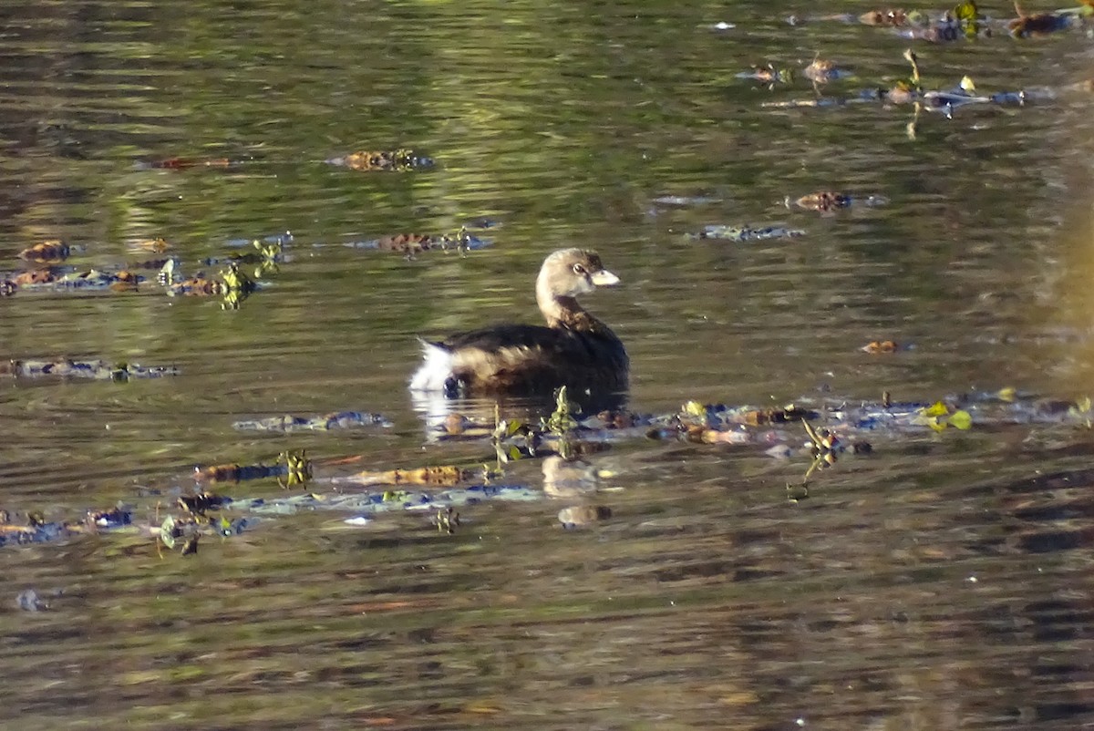 Pied-billed Grebe - ML498860191