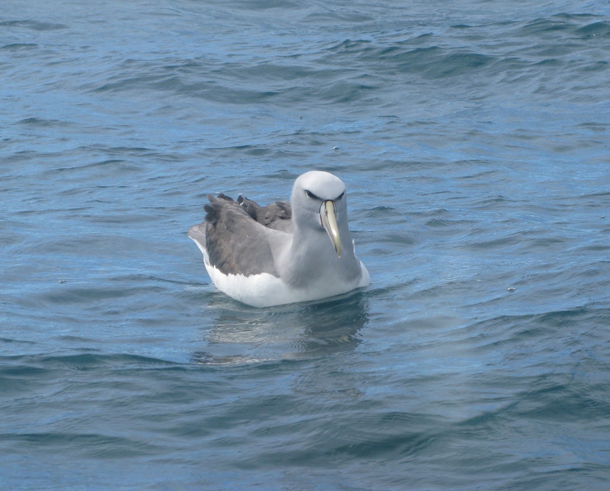 albatros snarský - ML498860261