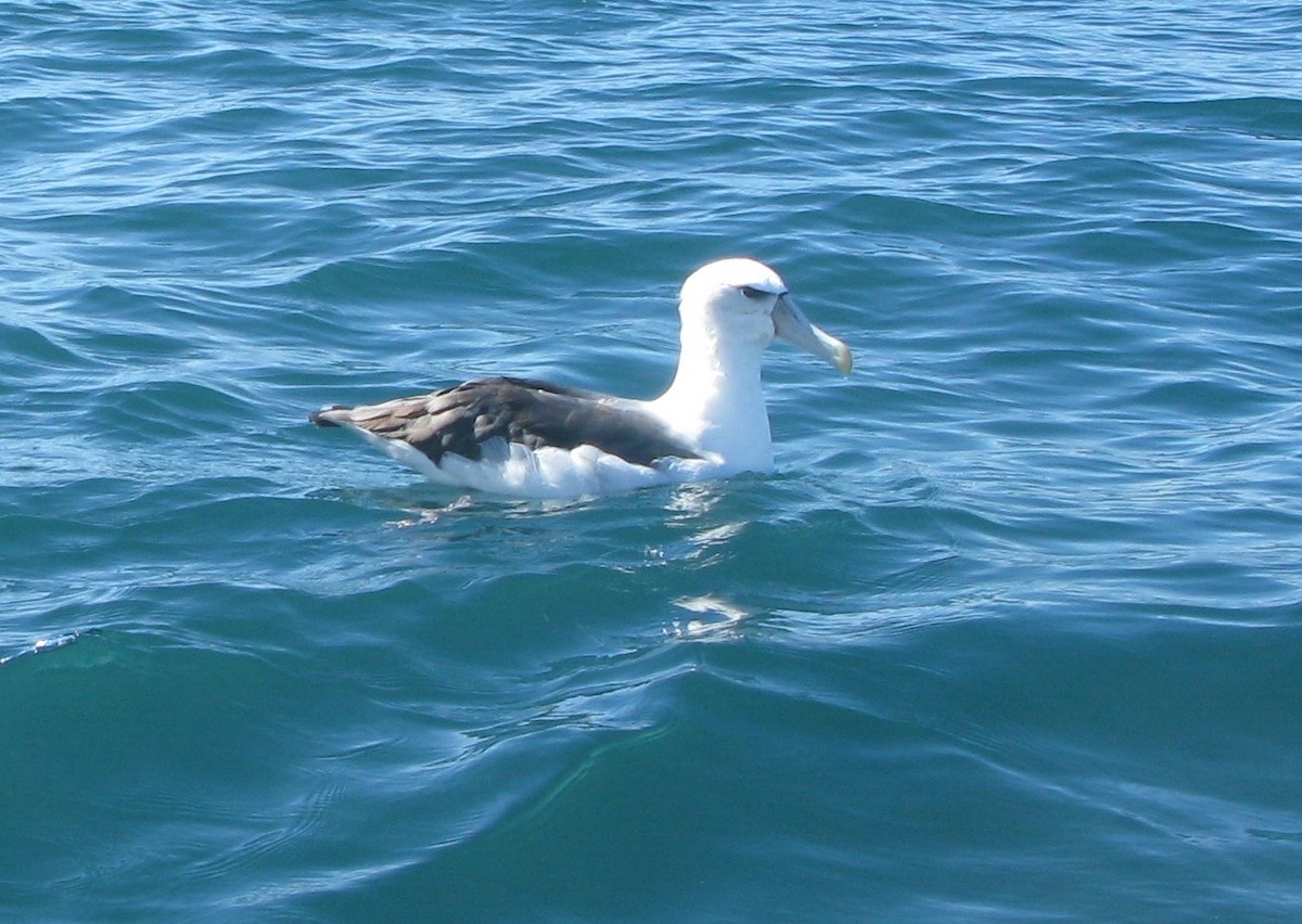 albatros šelfový - ML498861681