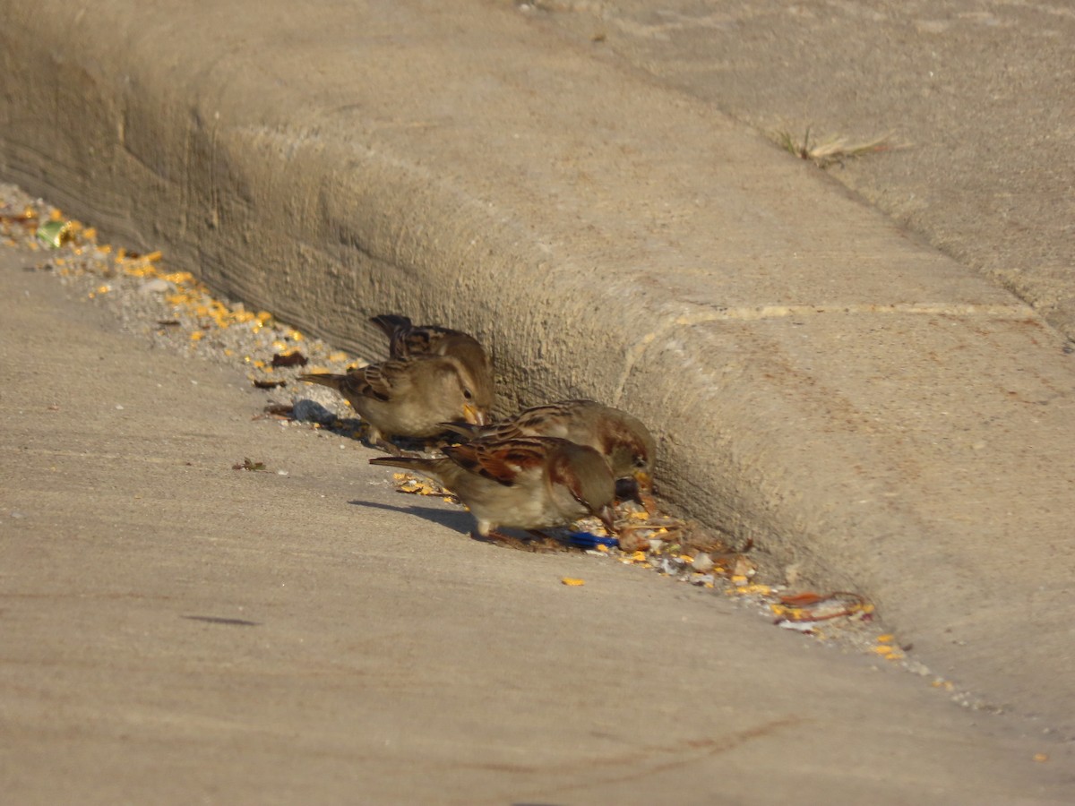 House Sparrow - ML498861841