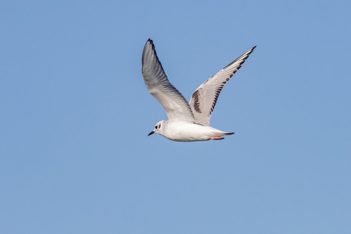 Gaviota de Bonaparte - ML498861871
