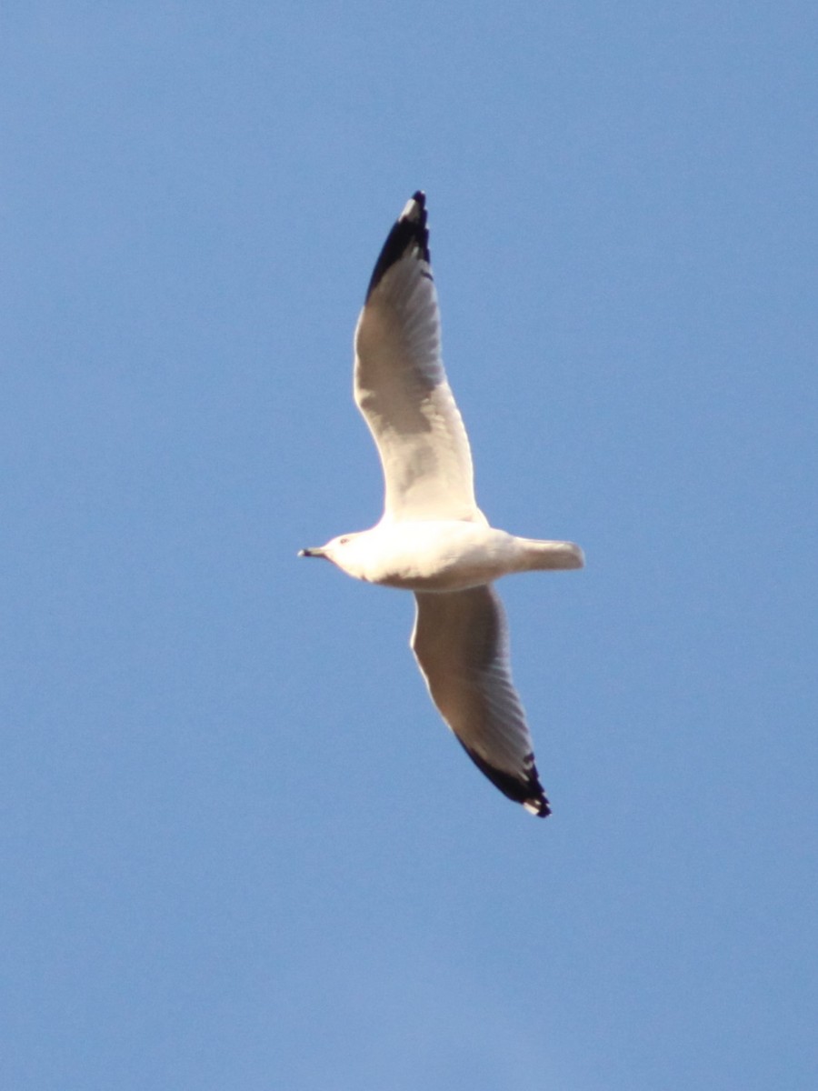 Ring-billed Gull - ML498862061