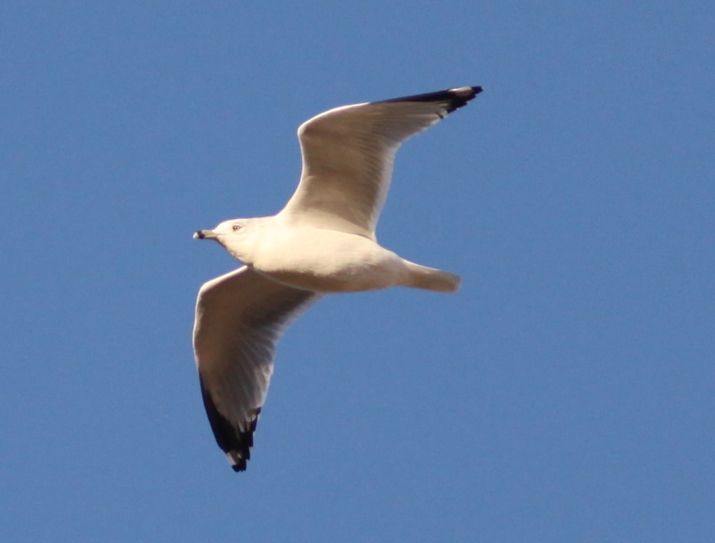 Ring-billed Gull - ML498862071