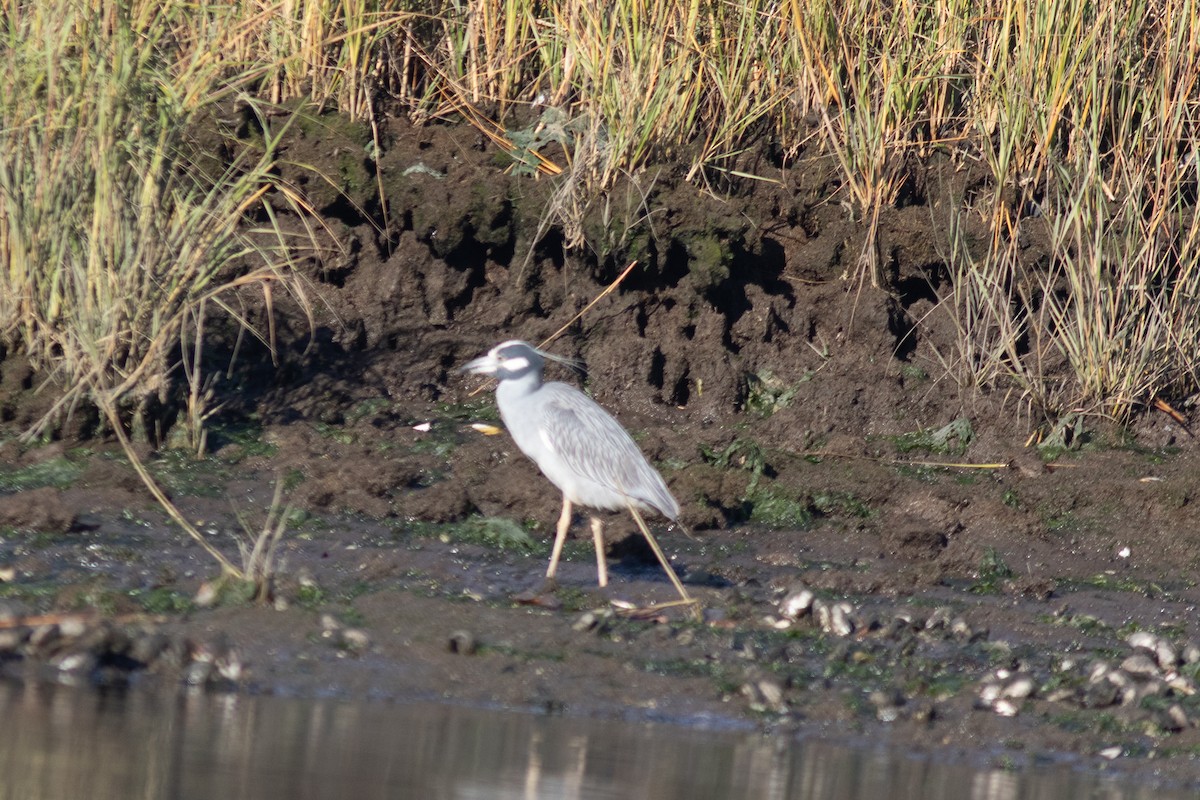 Yellow-crowned Night Heron - ML498862261