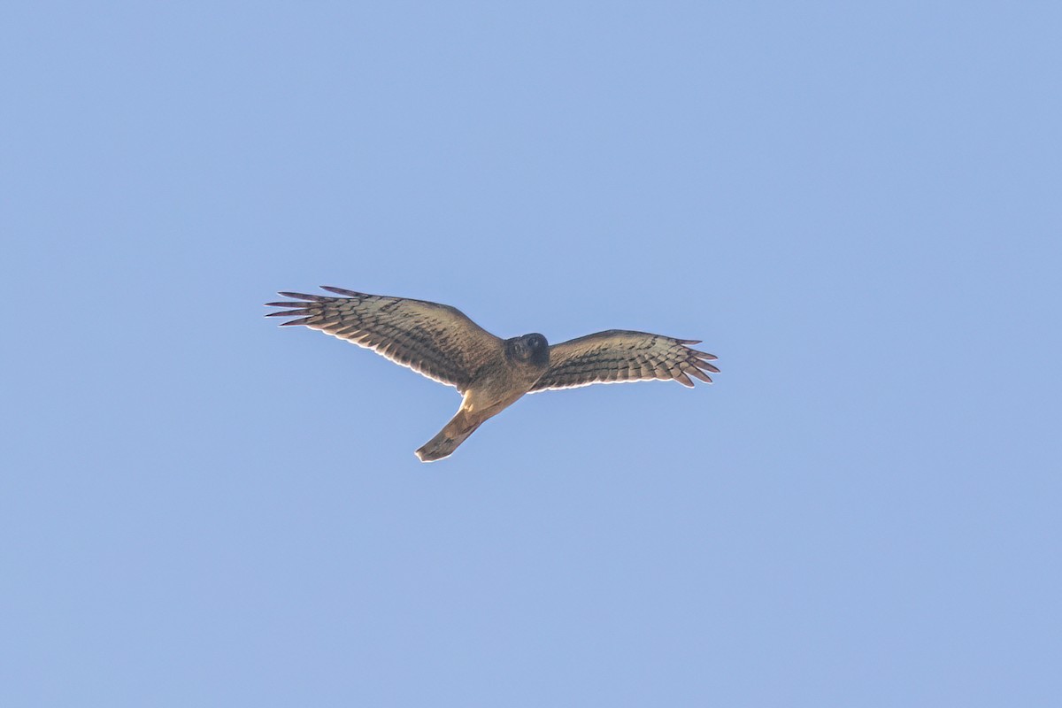 Northern Harrier - ML498862351