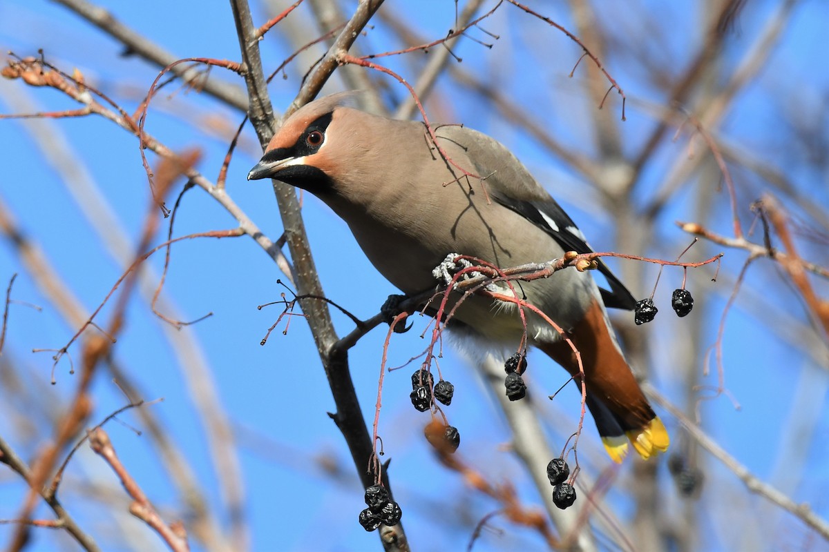 Bohemian Waxwing - ML498864291