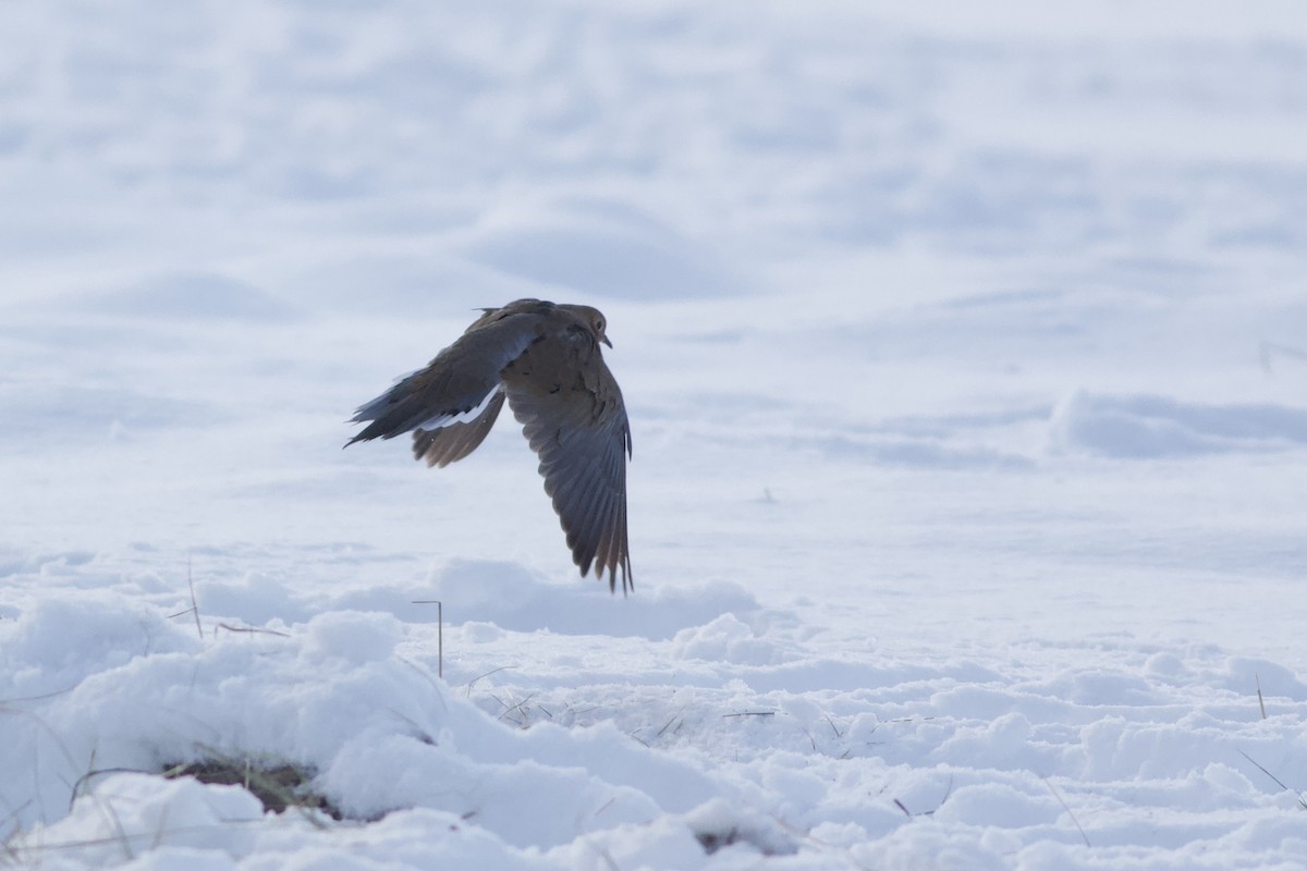 Mourning Dove - ML498864571