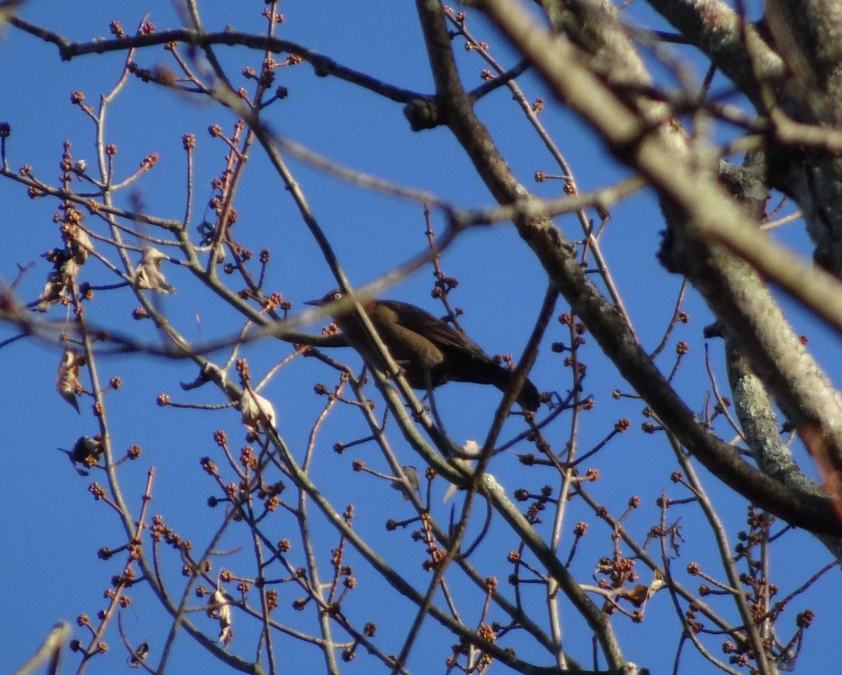 Rusty Blackbird - Anonymous