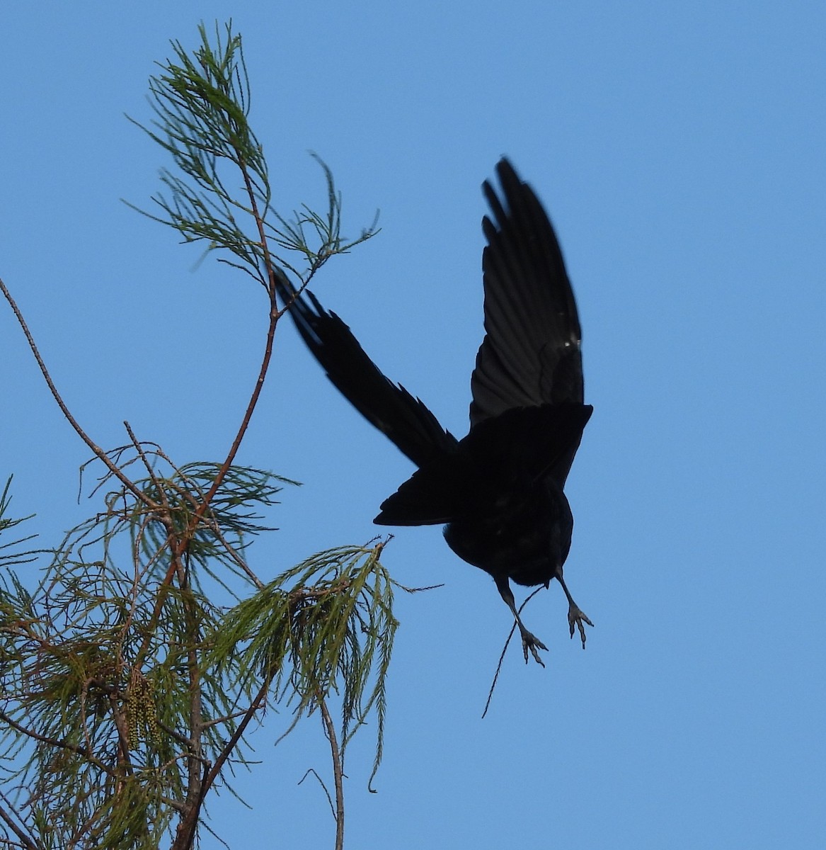 Fish Crow - ML498867741